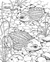 A coloring page of nature in africa